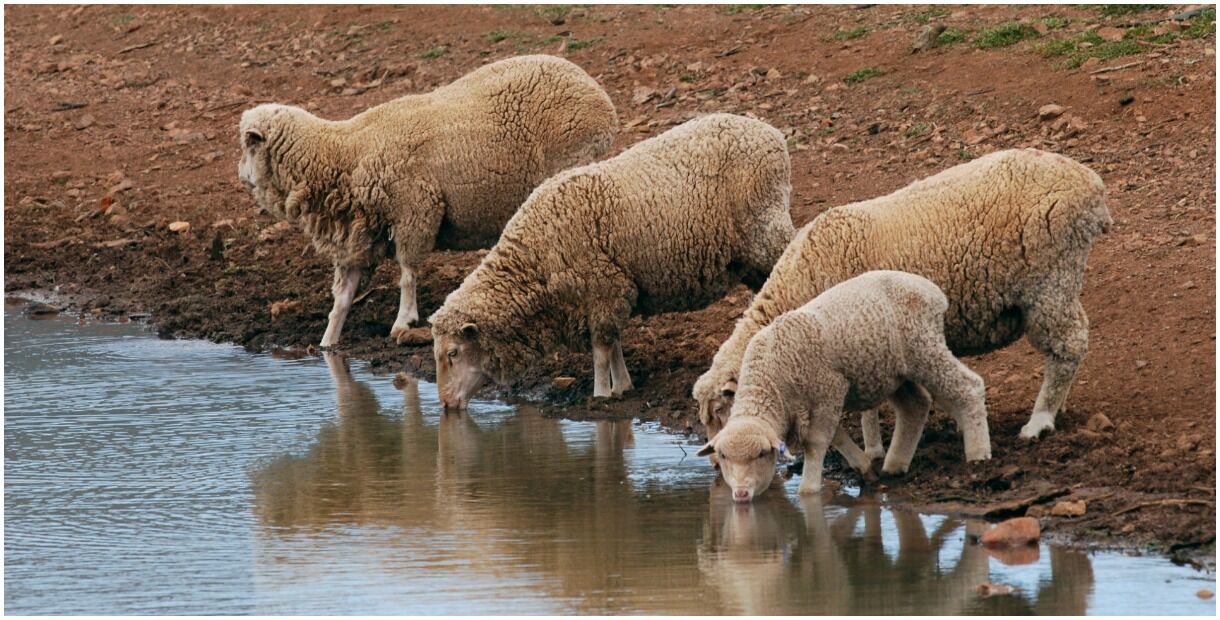 यूपी के गाजीपुर मलसा गांव में गंगा का पानी पीने से 217 भेड़ों की मौत, कोरोना से पानी दूषित होने को लेकर हड़कंप