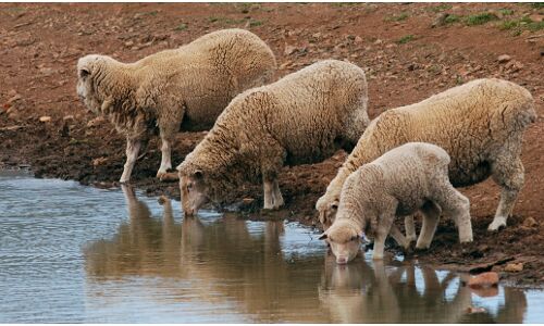 यूपी के गाजीपुर मलसा गांव में गंगा का पानी पीने से 217 भेड़ों की मौत, कोरोना से पानी दूषित होने को लेकर हड़कंप