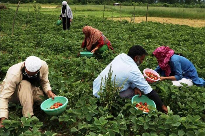 Jammu & kashmir Strawberry farmers fear for heavy losses in Corona Lockdown