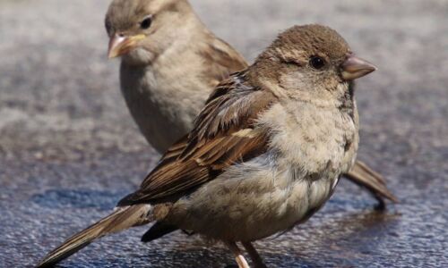इस विश्व पर्यावरण दिवस में गोरैयों के संरक्षण से करें परिस्थितिकी तंत्र बहाली