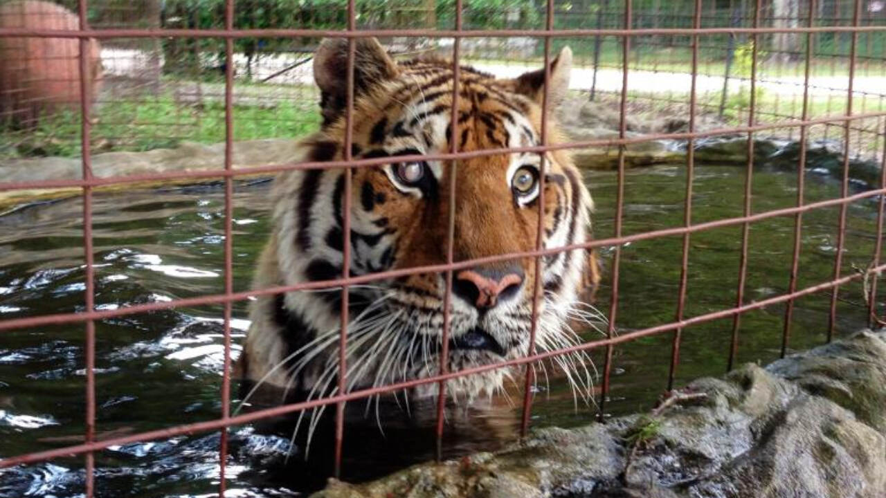 बाघों को कोविड संक्रमण से बचाने के लिए क्या अभयारण्यों को सैलानियों के लिए बंद रखना जायज़ है ? बाघों को कोविड संक्रमण से बचाने के लिए क्या अभयारण्यों को सैलानियों के लिए बंद रखना जायज़ है ?