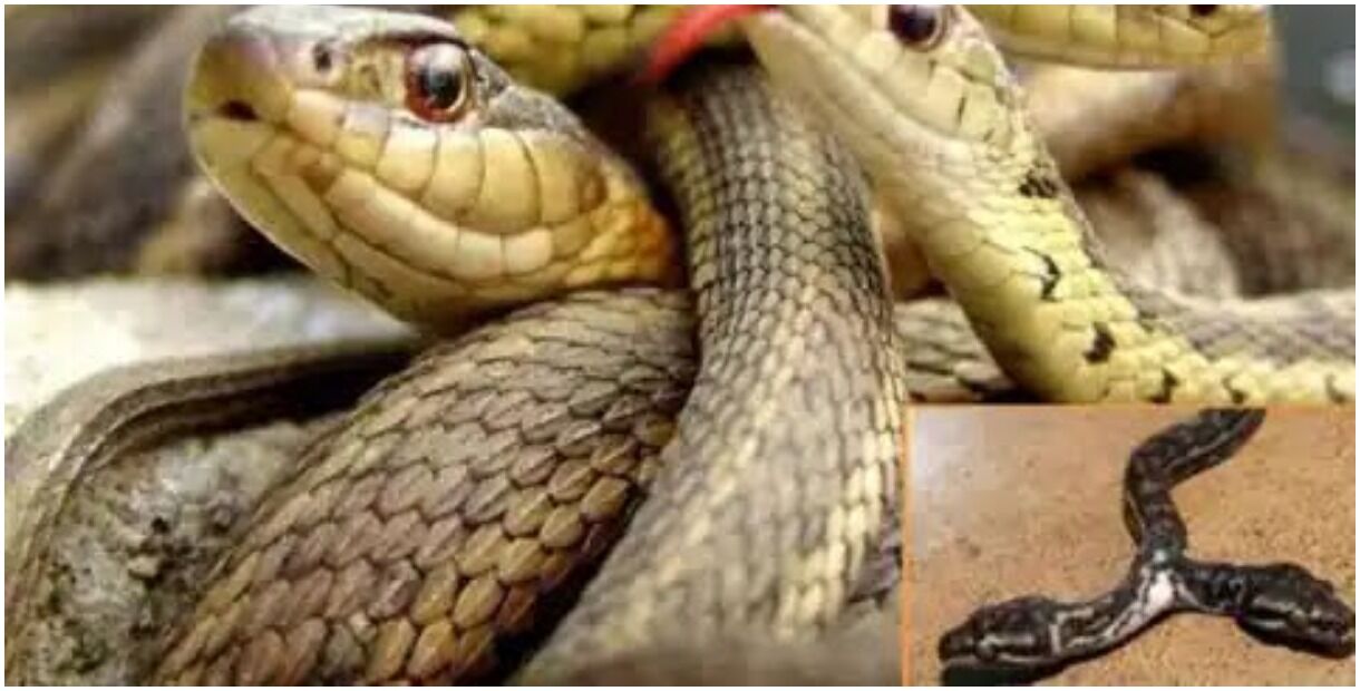 UP : लखीमपुर खीरी में दो मुंह वाले सांप के साथ 4 तस्कर गिरफ्तार, कीमत जानकर रह जाएंगे हैरान