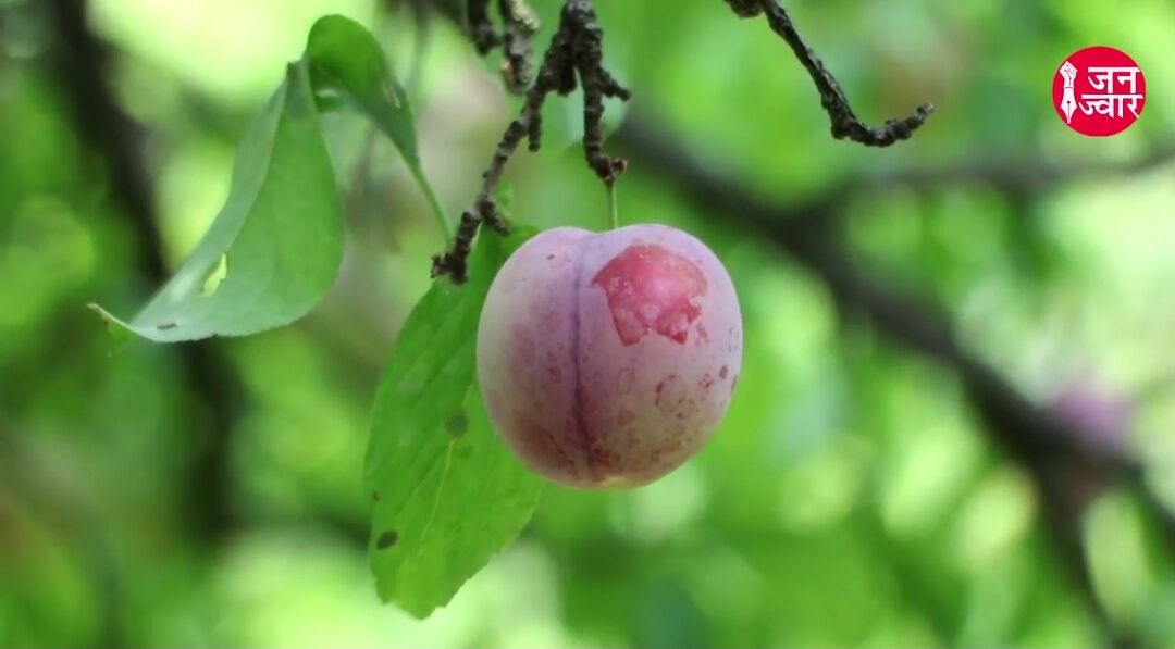 Jammu & Kashmir: Farmers Harvest Plums In Srinagar, Watch Video