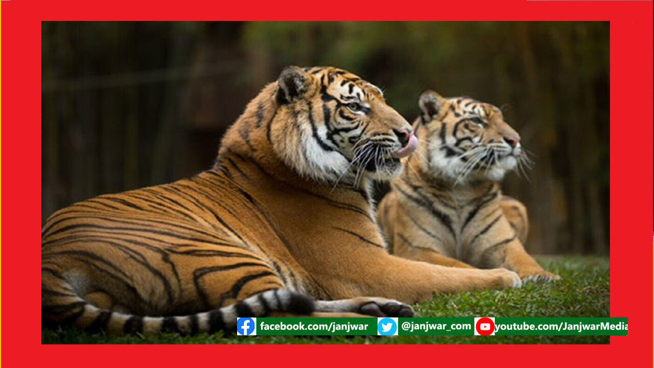 विशेष लेख : लुप्तप्राय हो रहे बाघों के लिए अस्तित्व बरकरार रखने का मौका है तो केवल भारत में
