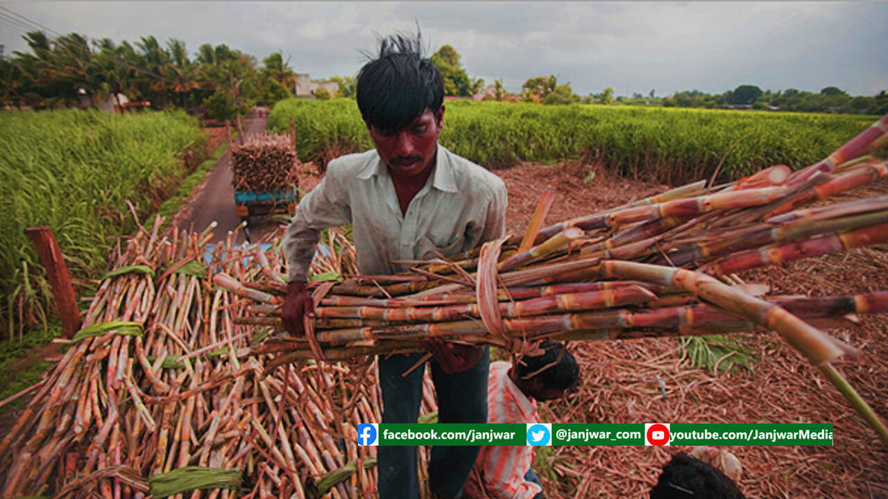 संकट में गन्ना उत्पादक किसान: देश में 250 चीनी मिल बंद, पंजाब में सात और हरियाणा में दो पर लगा ताला