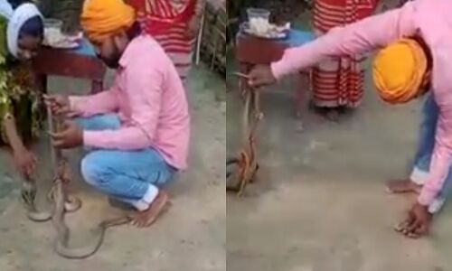 रक्षाबंधन पर सांपों को बंधवा रहा था राखी तभी सांप ने डंस लिया, चली गई युवक की जान