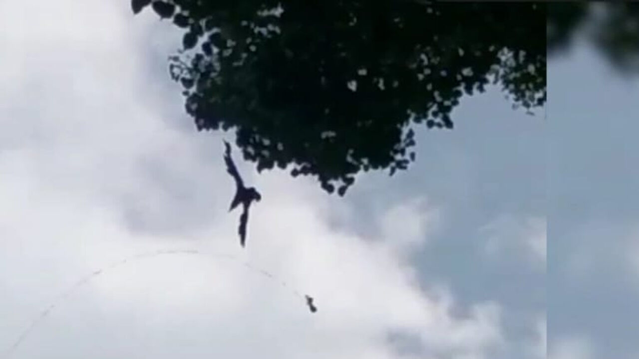 इस आदमी ने कौव्वे की ज़िन्दगी बचाने को मंगा ली नगर पालिका की लिफ्ट