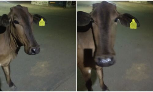 गौमाता को लेकर हाइकोर्ट की बड़ी टिप्पणी : हिंदुओं का मौलिक अधिकार हो गाय की रक्षा, इन्हें घोषित करें राष्ट्र पशु गौमाता को लेकर हाइकोर्ट की बड़ी टिप्पणी : हिंदुओं का मौलिक अधिकार हो गाय की रक्षा, इन्हें घोषित करें राष्ट्र पशु