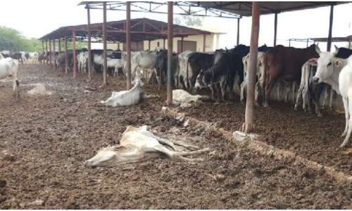 कब्रिस्तान में बदल गई गोशाला, भूख व बीमारी से दो दिन में एक दर्जन से अधिक गायों की मौत, JCB से दफन कराए जा रहे शव कब्रिस्तान में बदल गई गोशाला, भूख व बीमारी से दो दिन में एक दर्जन से अधिक गायों की मौत, JCB से दफन कराए जा रहे शव