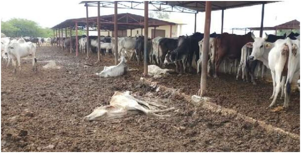 कब्रिस्तान में बदल गई गोशाला, भूख व बीमारी से दो दिन में एक दर्जन से अधिक गायों की मौत, JCB से दफन कराए जा रहे शव