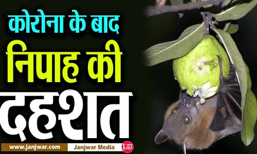 निपाह के लक्षण भी कोरोना जैसे, इसमें में भी होता है सर्दी-बुखार-सिर दर्द,  पहचान के तरीकों को जानना है जरूरी