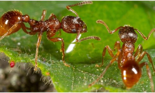 गोबर-गोमूत्र की सफलता के बाद चींटी की चटनी से हो कोरोना का इलाज, SC ने खारिज की याचिका