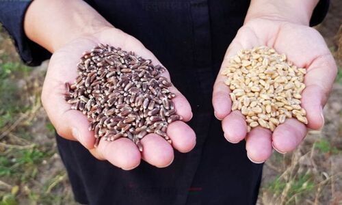 Karnal News : काले गेहूं से शुगर-कैंसर का इलाज महज धोखा, गेहूं के नाम पर किसानों से लूट