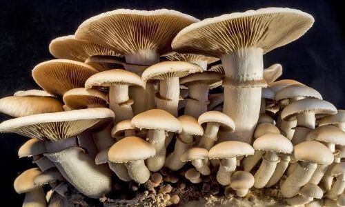 Business Ideas in Hindi