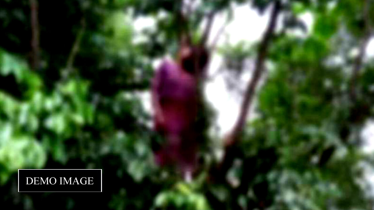 Crime News: मिर्जापुर-बालिकाओं का नर कंकाल मिलने के बाद घर से फरार मां का जंगल में पेड़ पर लटका मिला शव