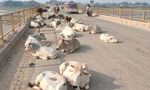 Mirzapur Ground Report : योगी के ड्रीम प्रोजेक्ट को लग रहा है ग्रहण, भूखे- प्यासे सड़क दुर्घटनाओं में मरने को विवश हैं गायें