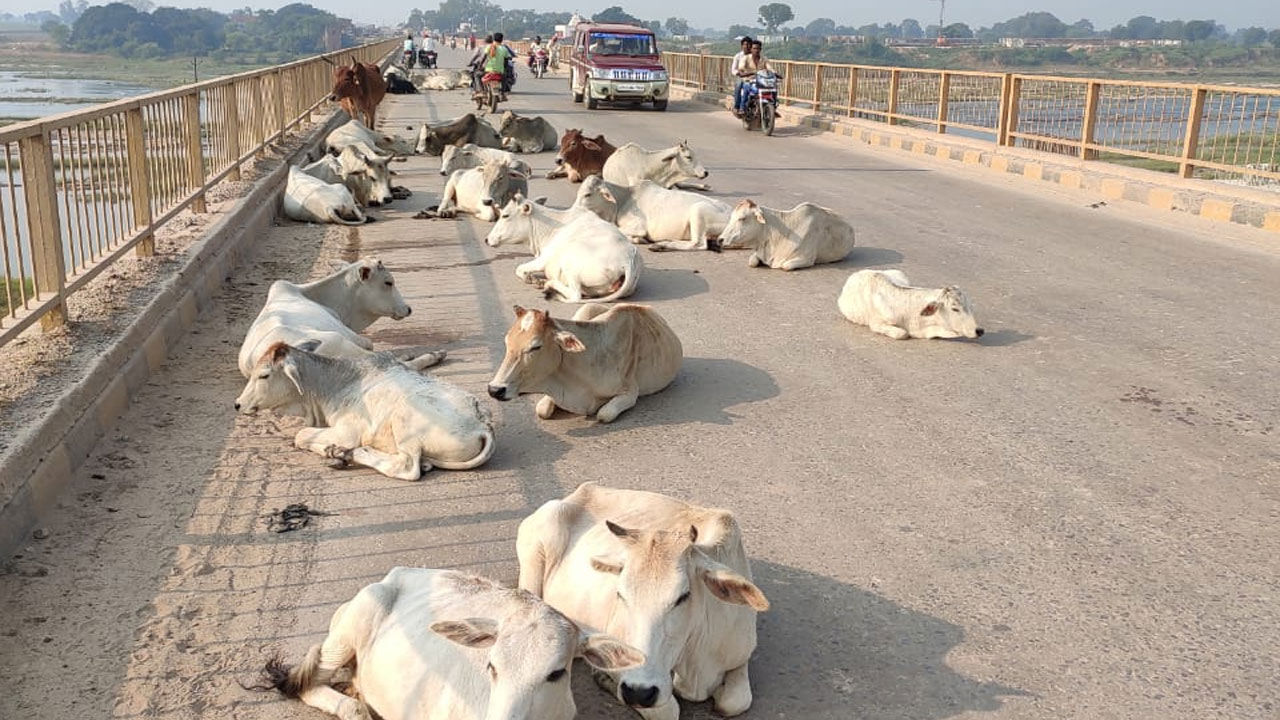 Mirzapur Ground Report : योगी के ड्रीम प्रोजेक्ट को लग रहा है ग्रहण, भूखे- प्यासे सड़क दुर्घटनाओं में मरने को विवश हैं गायें