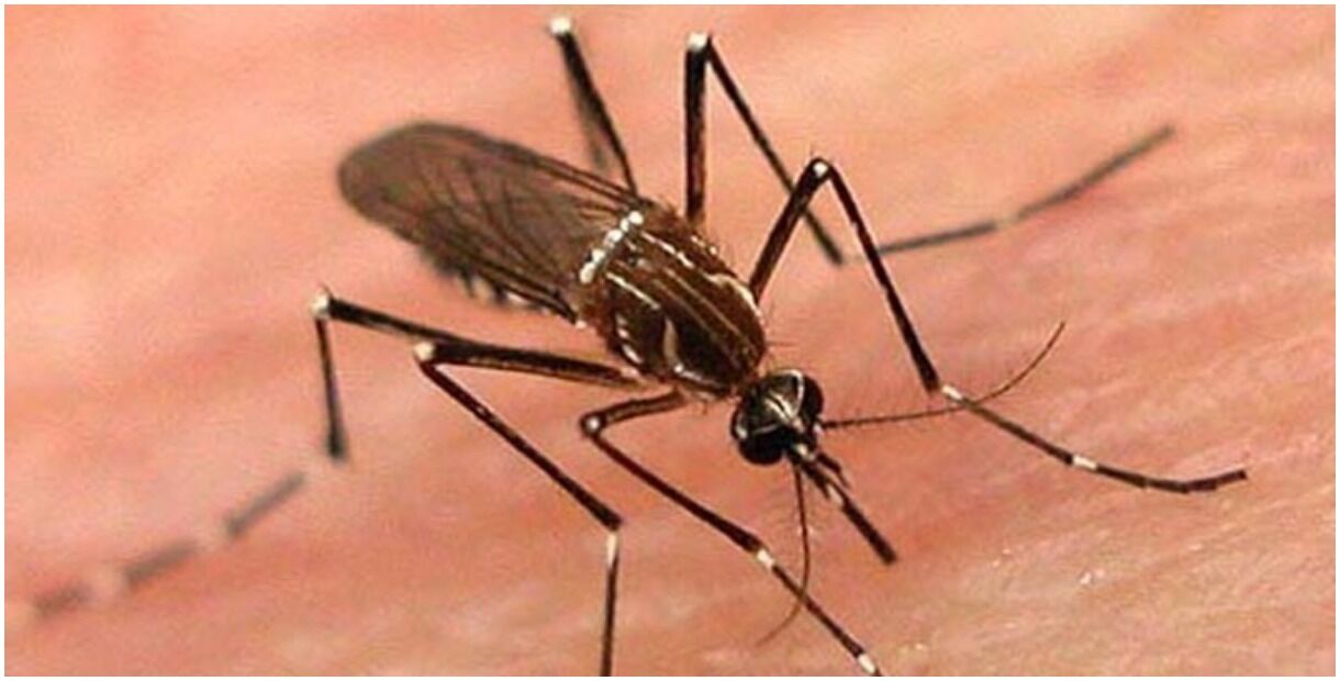 यूपी के इलाहाबाद में डेंगू मरीज को प्लेटलेट्स की जगह चढ़ा दिया मौसमी का जूस, मरीज की हुई मौत