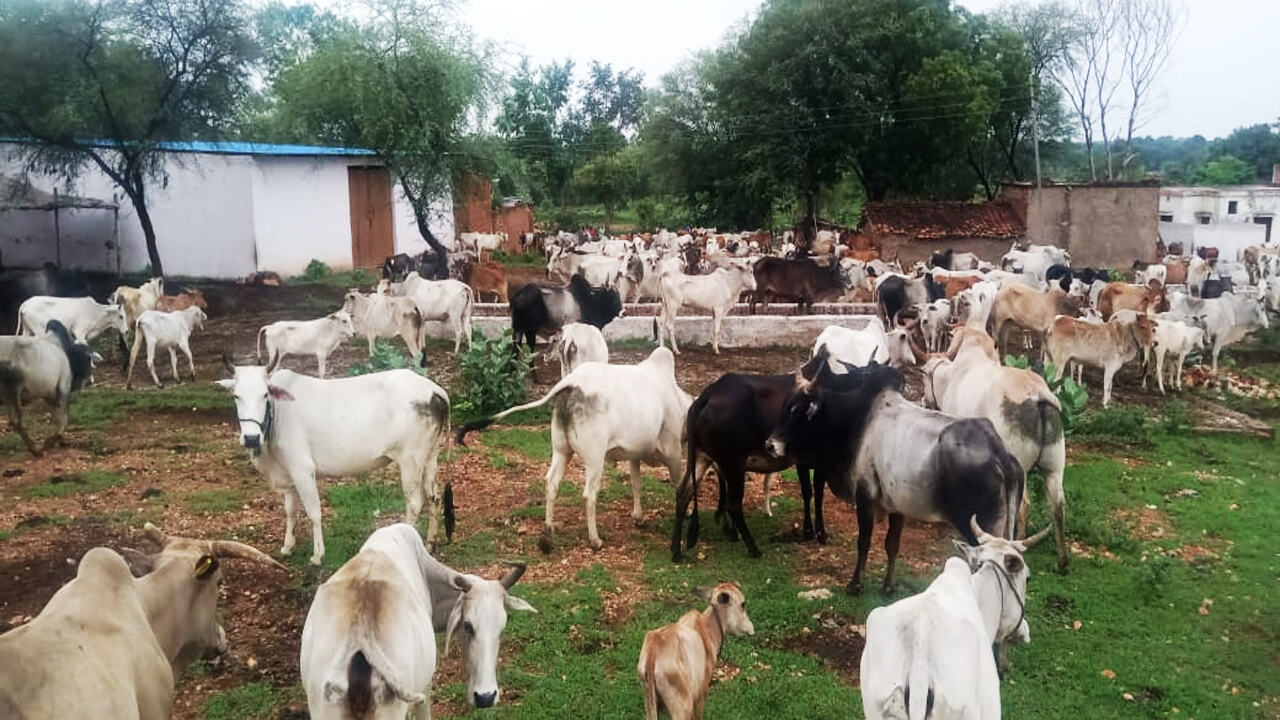 Bundelkhand News : दम तोड़ते गोवंश और हाहाकार करते किसान,  अव्यवस्था की गिरफ्त में बुन्देलखण्ड की गौशालाएं