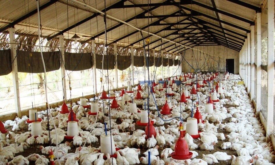 Odisha Poultry Farm: डीजे की आवाज से मर गई 63 मुर्गियां, पोल्ट्री फार्म के मालिक ने लगाई इंसाफ की गुहार