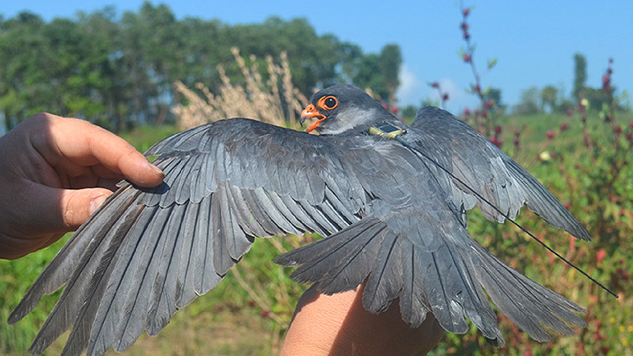 Amur falcon : नागालैंड में  शिकारी पक्षी अमूर फाल्कन को देखने के बहाने पक्षी संरक्षण और पर्यावरण की चिंता