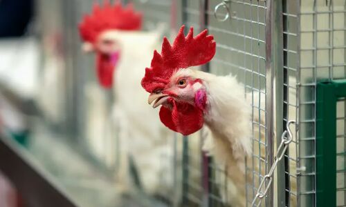 गुजरात में मीट की दुकानों पर बैन मामले में कोर्ट हुआ सख्त, जज ने पूछा कल को गन्ने के जूस और कॉफी पर भी लगा दोगे प्रतिबंध?