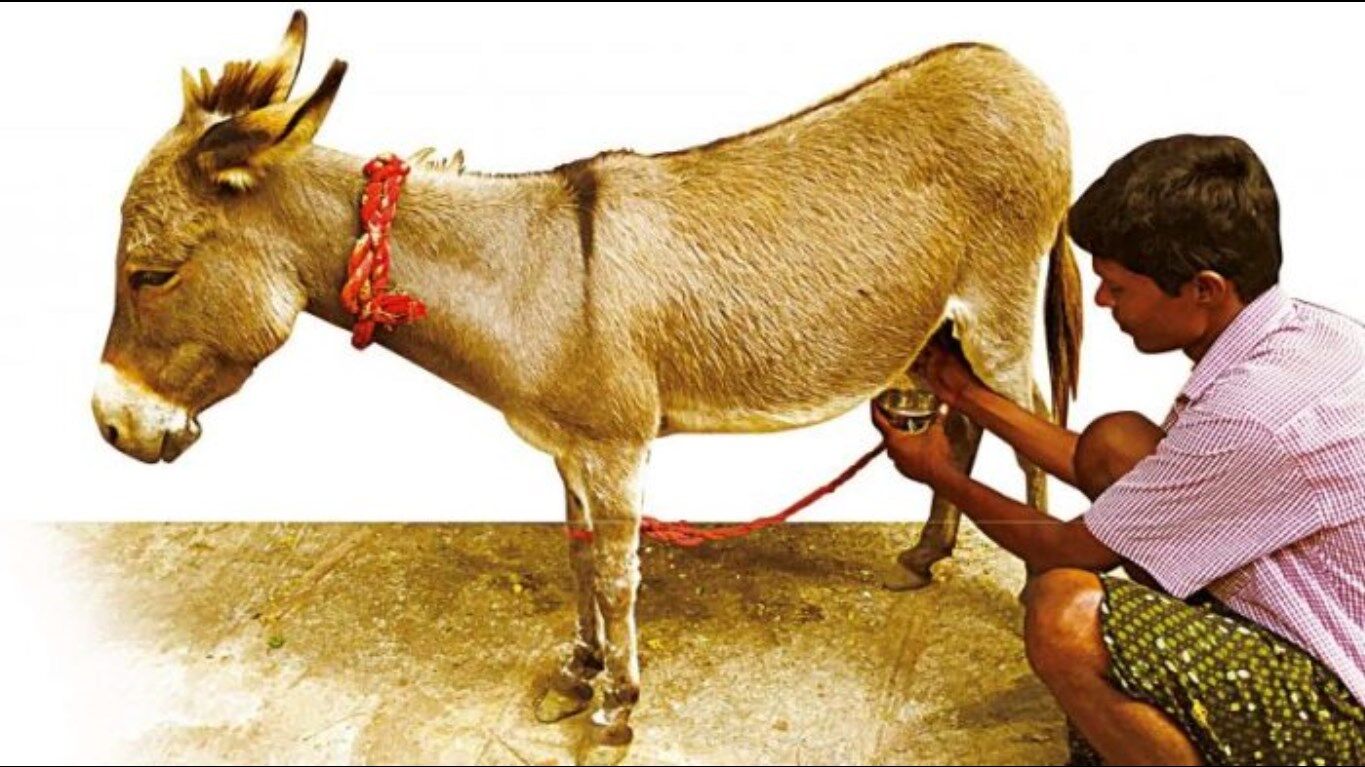 भारत के इस शहर में लोग गधी का दूध लेने के लिए लगा रहे लाइन, 10 हजार रुपये प्रति लीटर है दाम