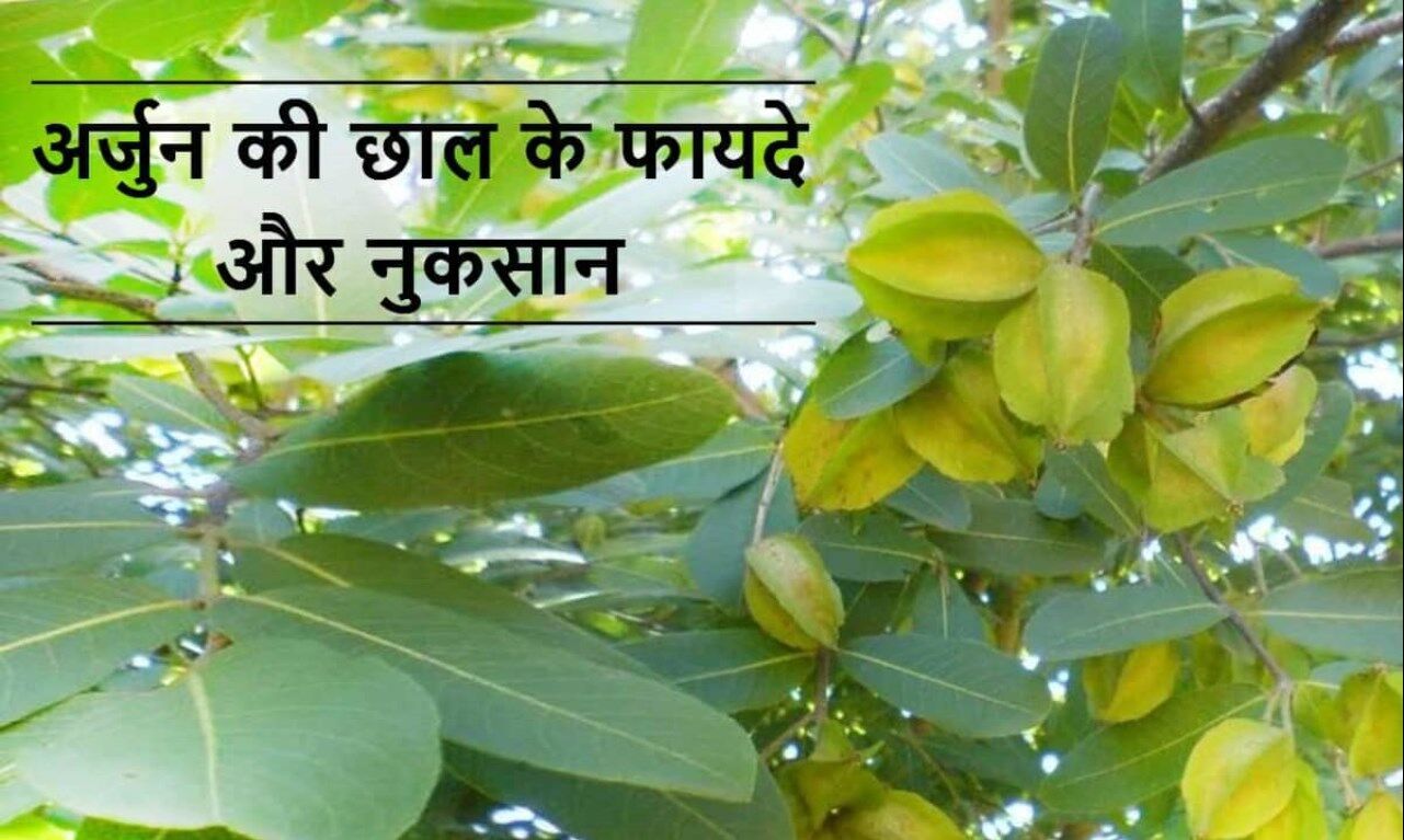 अर्जुन की छाल के Benefits! कैसे है असाध्य रोगों को ठीक करने में है रामबाण, जानें  उपयोग करने का बेहतर तरीका ?