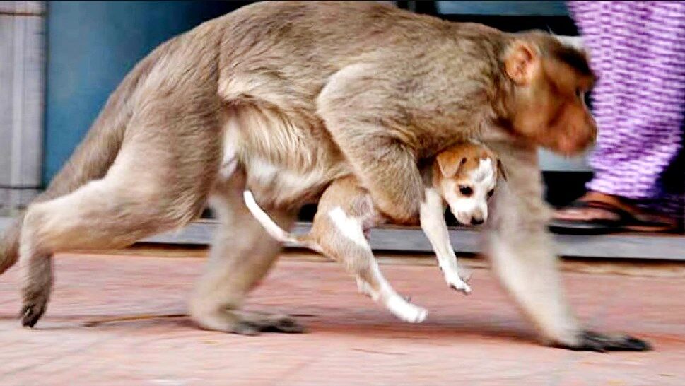 भारत के इस राज्य में बंदरों ने लिया खूनी इंतिकाम, बंदरों ने मार दिए 250 कुत्ते, ये है मामला