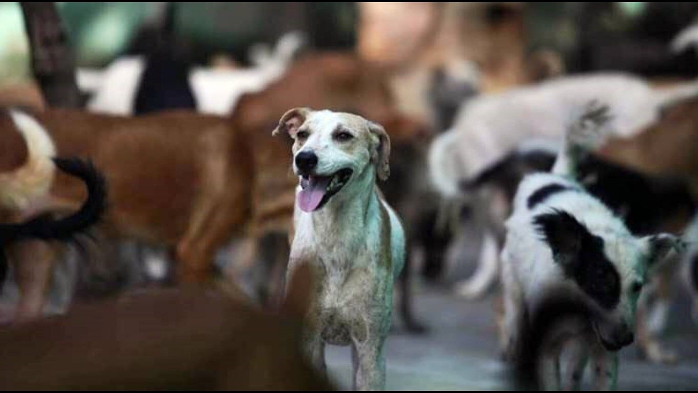 Uttar Pradesh News : आवारा कुत्तों का आतंक, मुकबीर बच्ची को नोंचकर किया लहूलुहान, हालत गंभीर
