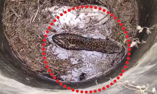 गल से भटककर आया एक गुलदार उधमसिंहनगर जिले के कासमपुर गांव में एक किसान के खेत में बने एक कुएं में जा गिरा।