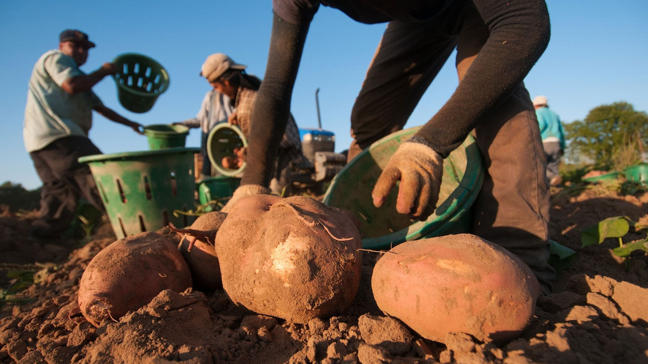 Agricultural Laborers : दुनियाभर में कृषि मजदूरों का किया जा रहा शोषण, खेती पर पूंजीपतियों का बढ़ रहा वर्चस्व