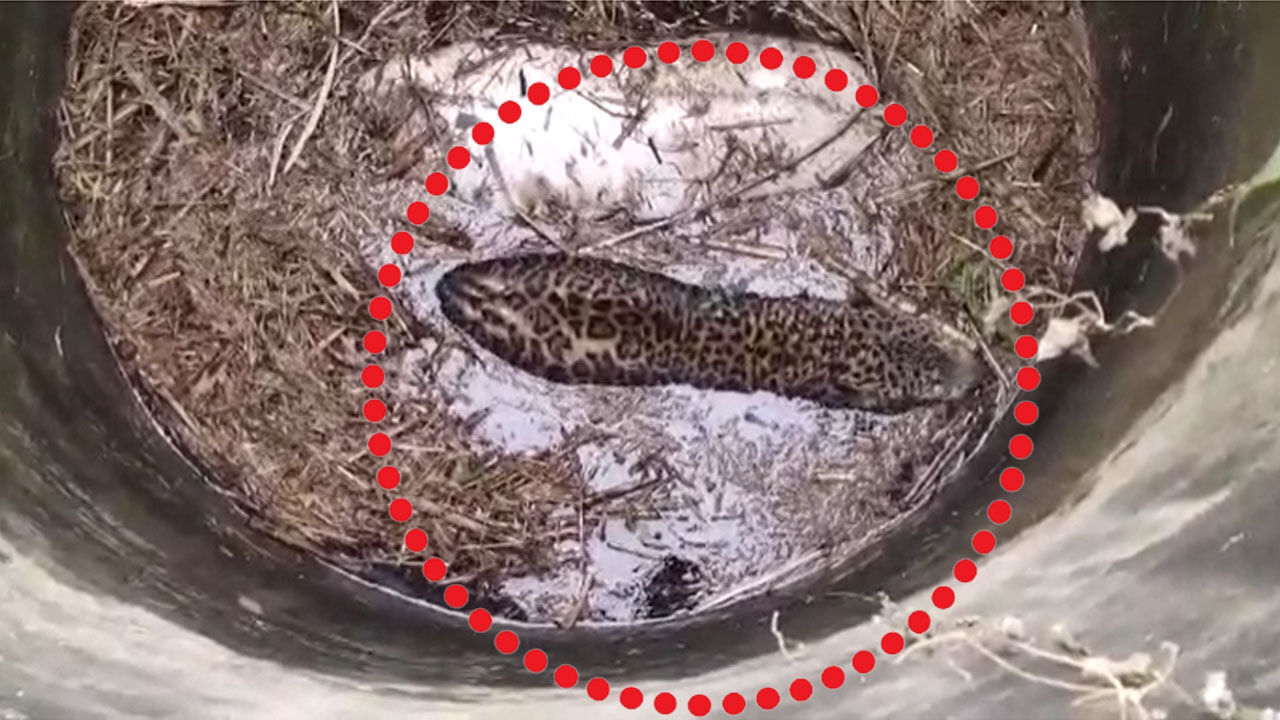 गल से भटककर आया एक गुलदार उधमसिंहनगर जिले के कासमपुर गांव में एक किसान के खेत में बने एक कुएं में जा गिरा। गल से भटककर आया एक गुलदार उधमसिंहनगर जिले के कासमपुर गांव में एक किसान के खेत में बने एक कुएं में जा गिरा।