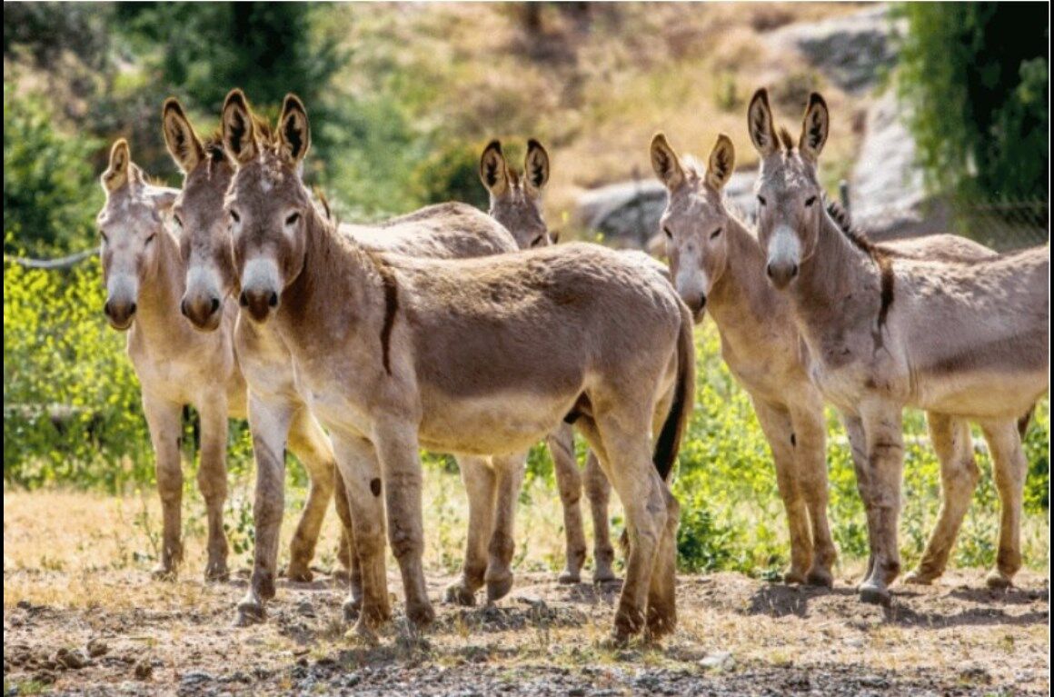 Hanumangarh News: राजस्थान में चोरी हुए 70 गधे, सभी कामकाज छोड़ गधे ढूंढ़ रही पुलिस