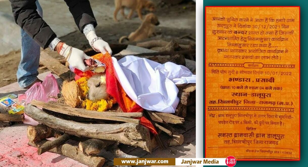 Rajgarh News: बंदर की मौत पर श्राद्ध भोज, दूर-दराज गांवों के 5 हजार लोगों को मिला न्योता