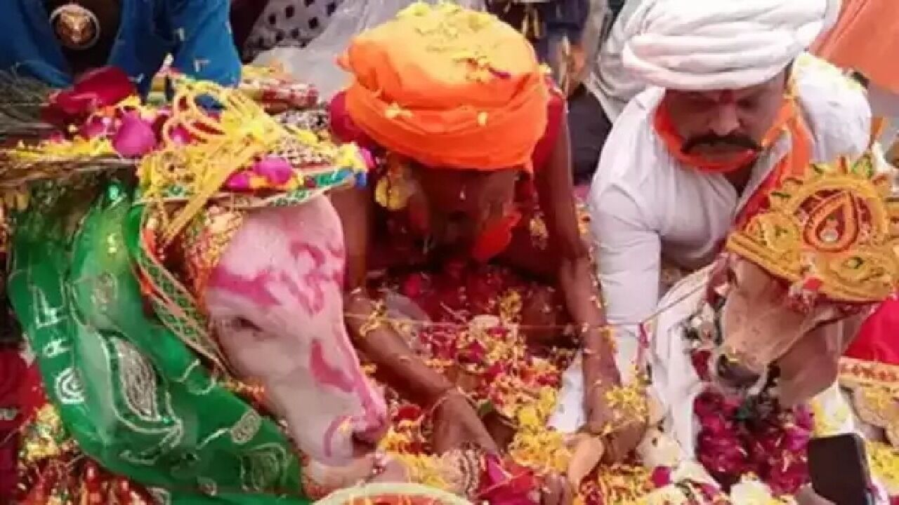 Surat News : कोरोना संक्रमण के बीच कराई बछड़े और बछिया की शादी, 10 हजार लोगों से भरा था मंडप