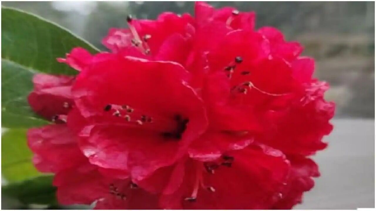 Covid 19 : IIT मंडी की स्टडी में दावा बुरांश के फूल कोरोना संक्रमण को दे सकते है मात