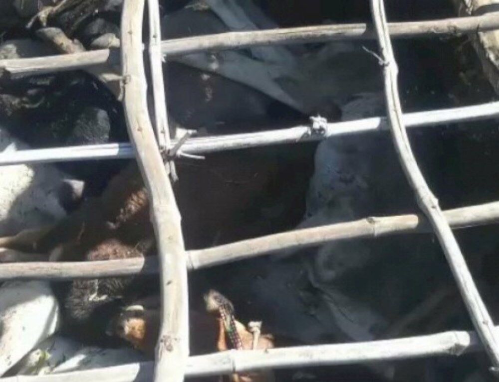 Bhopal News: भाजपा नेता की गौशाला बनी गायों की कब्रगाह, 50 से ज़्यादा गायों के शव और कंकाल मिले, जानें पूरा मामला