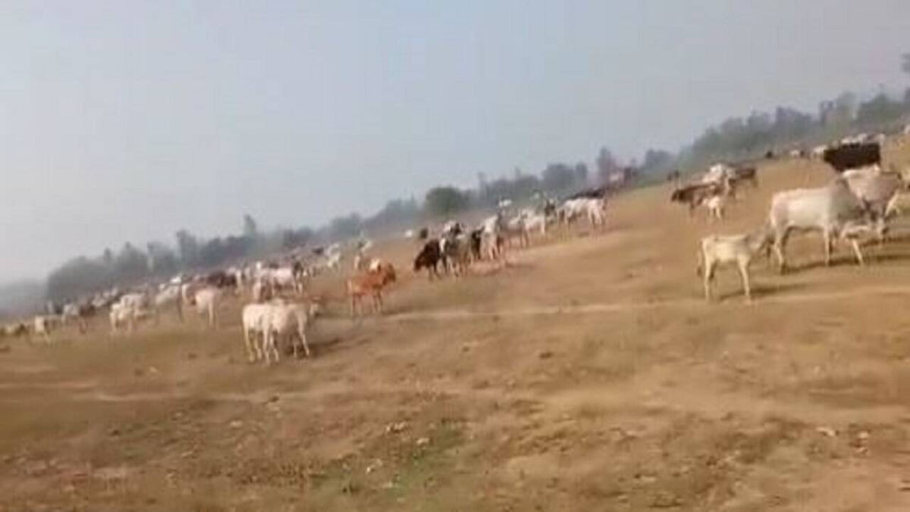 UP Election 2022 : योगी की रैली से पहले गुस्साए किसानों ने मैदान में छोड़े सांड और बैल, भाजपा की बढ़ी चिंता कहीं वोट की फसल न चर जाएं आवारा पशु UP Election 2022 : योगी की रैली से पहले गुस्साए किसानों ने मैदान में छोड़े सांड और बैल, भाजपा की बढ़ी चिंता कहीं वोट की फसल न चर जाएं आवारा पशु