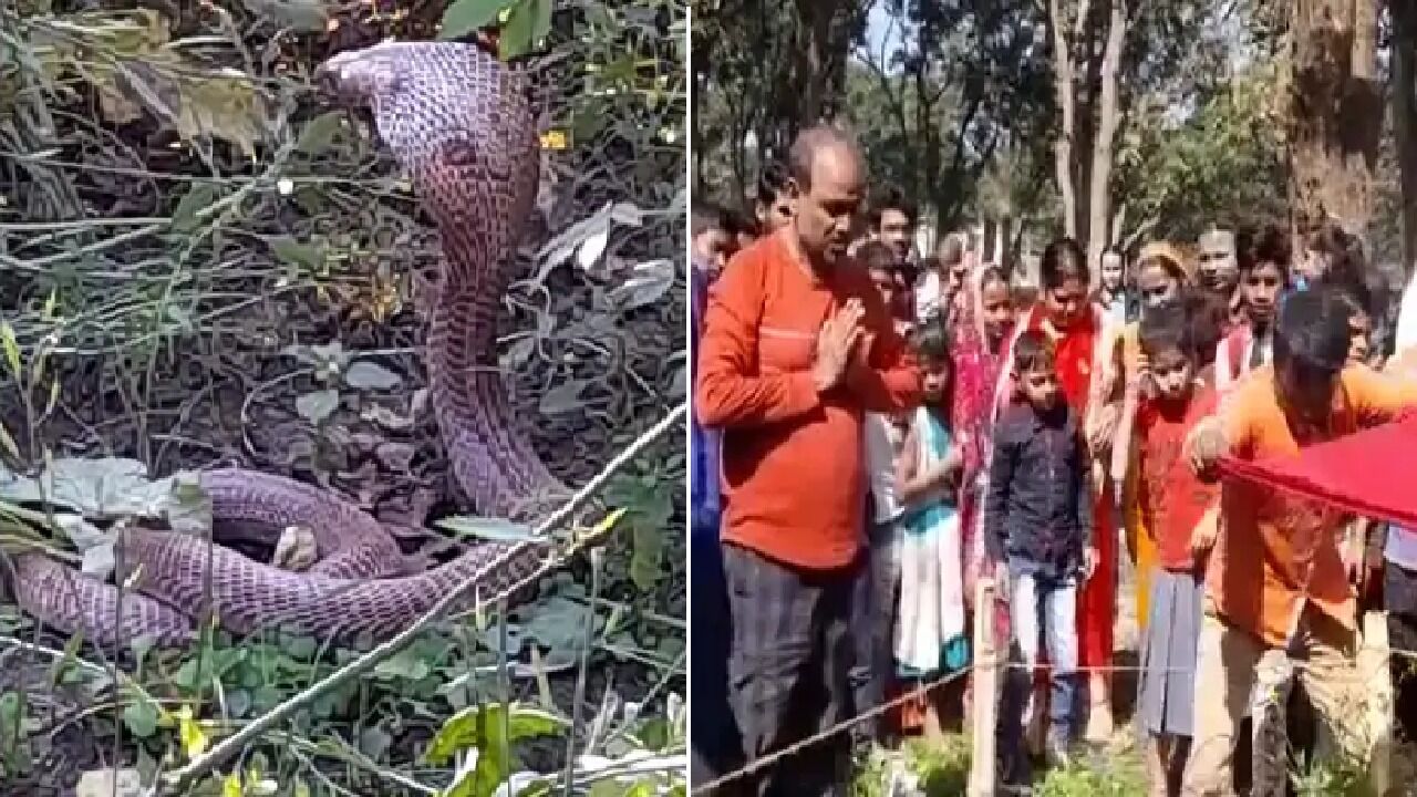 Bihar News : महाशिवरात्रि पर खेत में निकला नाग, फूल-माला लेकर पूजा करने में जुटी भीड़