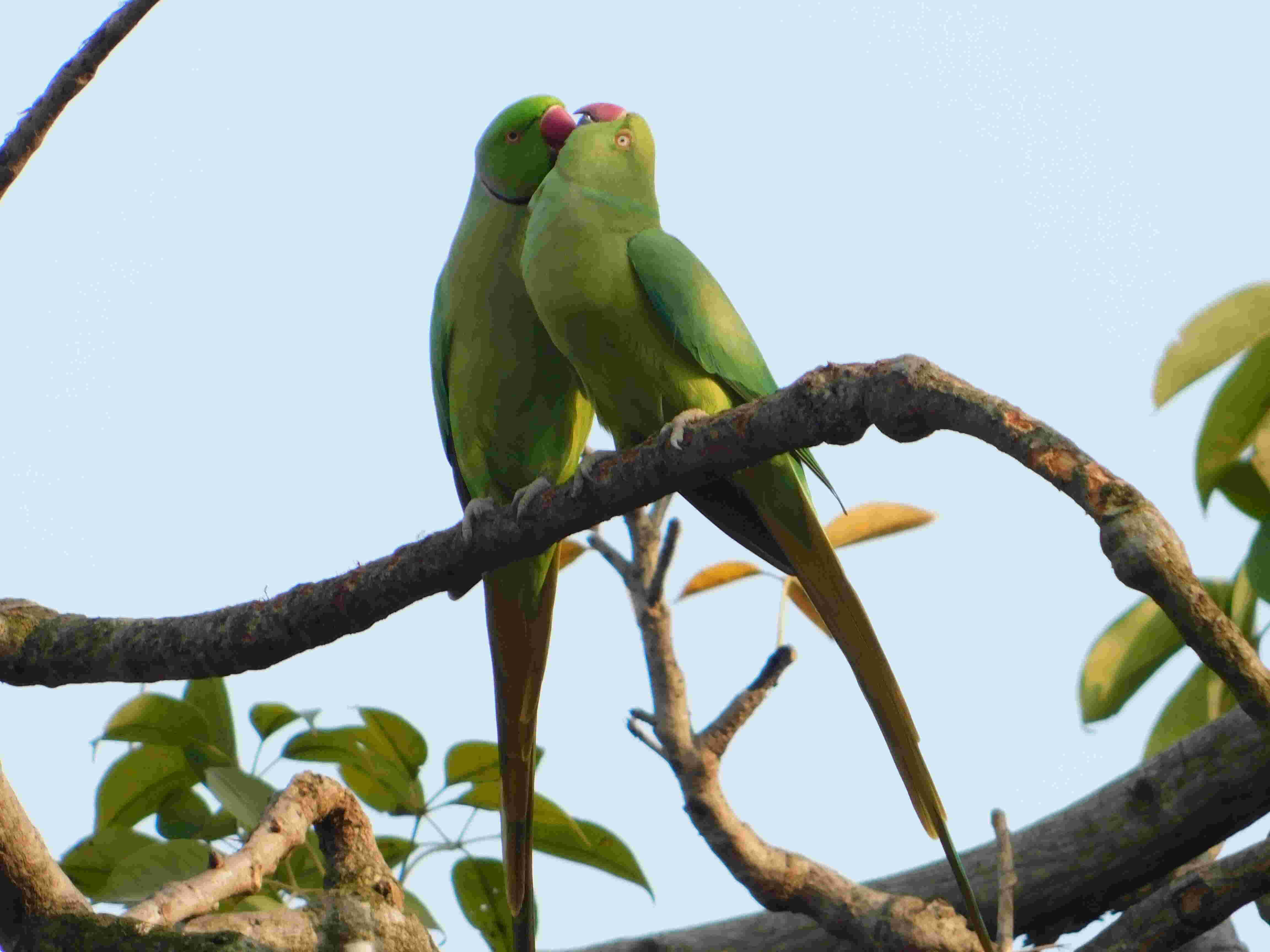 अब तो आदमी दिखते हैं, पक्षी नहीं | Hindi Poems on Birds |