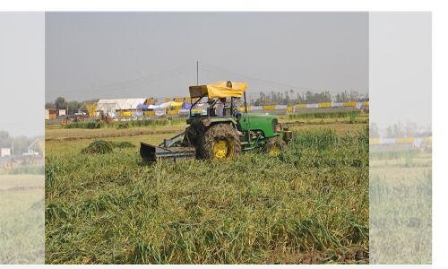 Bhagwant Mann swearing-in : भगत सिंह के गांव में भगवंत मान गेहूं की 40 एकड़ फसल को बर्बाद कर कल लेंगे मुख्यमंत्री पद की शपथ