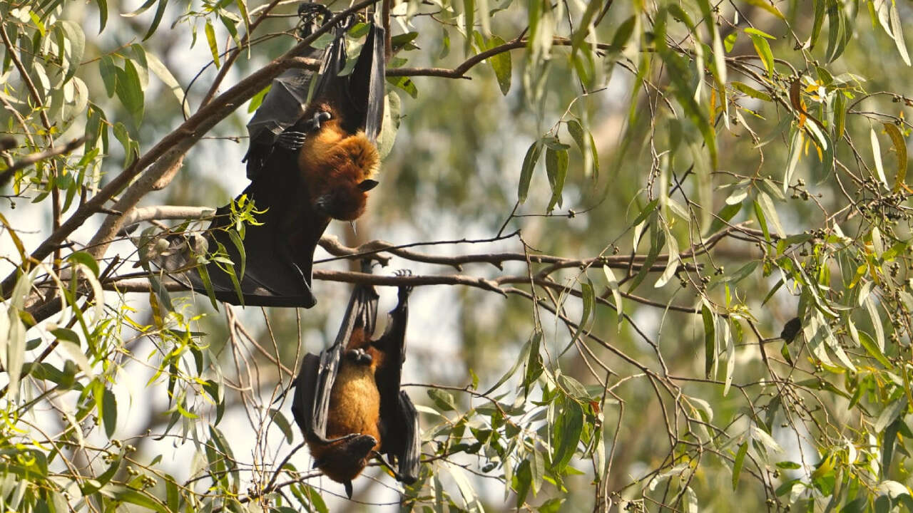 Mirzapur News : भारत के सबसे ज्यादा बड़े चमगादड़ की प्रजाति को बचाने के लिए आगे आयी युवाओं की शोध टीम