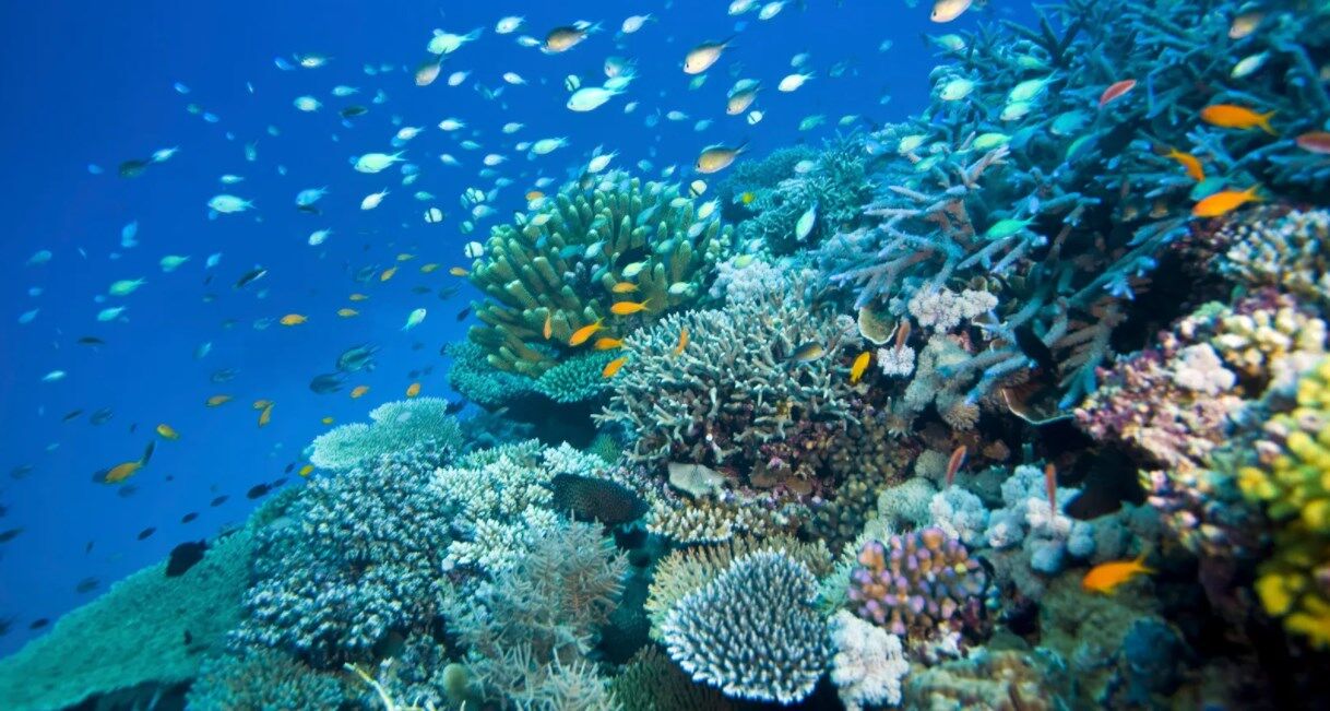 Great Barrier Reef Dead: प्राकृतिक धरोहर ग्रेट बैरियर रीफ गंभीर खतरे में, ऑस्ट्रेलियाई पर्यावरण समूह क्लाइमेट काउंसिल की रिपोर्ट में हुआ खुलासा Great Barrier Reef Dead: प्राकृतिक धरोहर ग्रेट बैरियर रीफ गंभीर खतरे में, ऑस्ट्रेलियाई पर्यावरण समूह क्लाइमेट काउंसिल की रिपोर्ट में हुआ खुलासा