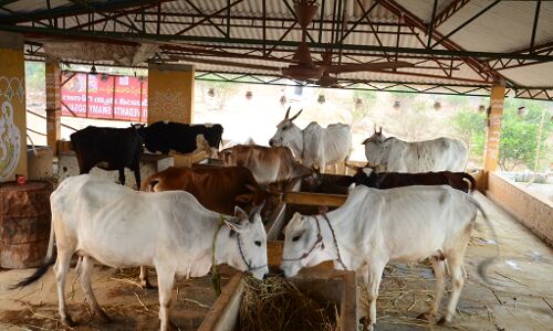 Lumpy Skin Disease : बहराइच में गौशाला की 4 गायें लंपी वायरस से ग्रसित, पशुपालकों में मचा हड़कंप