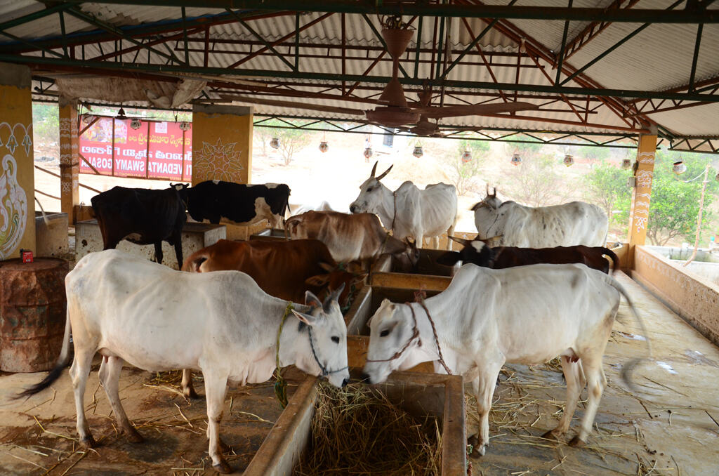 उन्नाव : गौशाला में हर तरफ लाश ही लाश, गौरक्षा के नाम पर लिंचिंग वाले देश में महज वोट पाने तक सिमट गईं गायें!