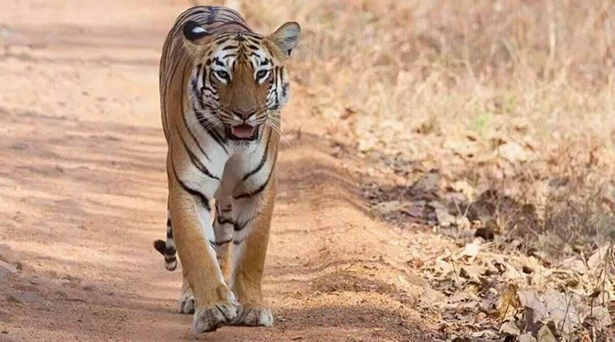 Pilibhit News: पीलीभीत में बाघ ने किया खेत से निकलकर मजदूर पर हमला