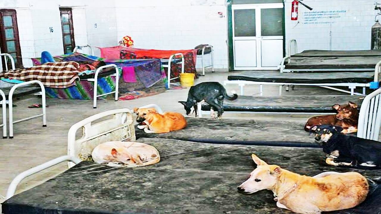 Shocking Situation in Bihar Hospitals : बिहार के अस्पतालों में जमीन पर होता है मरीजों का इलाज