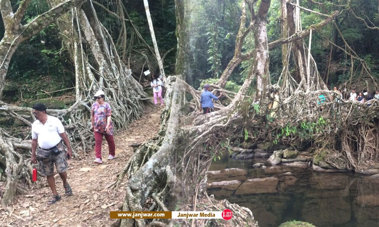 Living Root Bridges, Meghalaya: मेघालय के लिविंग ब्रिज यूनेस्को की संभावित सूची में शामिल, 15 से 200 फीट तक ऊंचे बने कुछ पुल 200 साल से भी पुराने