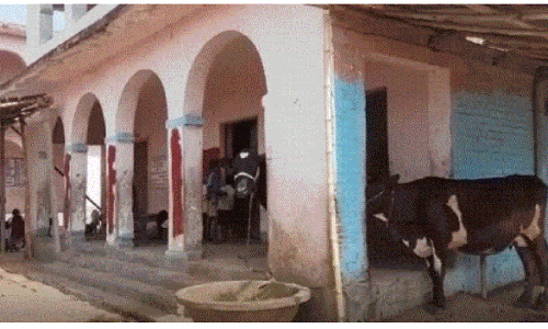 Begusarai News :  पोखरिया का पाठशाला बना तबेला, स्कूल में बच्चों के साथ पढ़ रही गाय और बकरियां